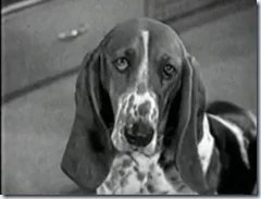 “The People’s Choice” with Cleo, the Talking Basset Hound!