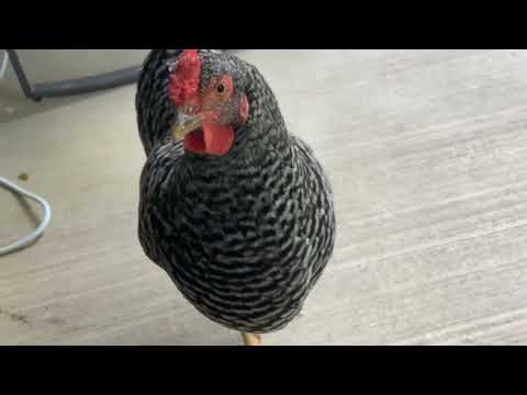 friendly chickens