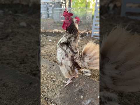My Mini Rooster HATES the Pink Bucket😅🐓