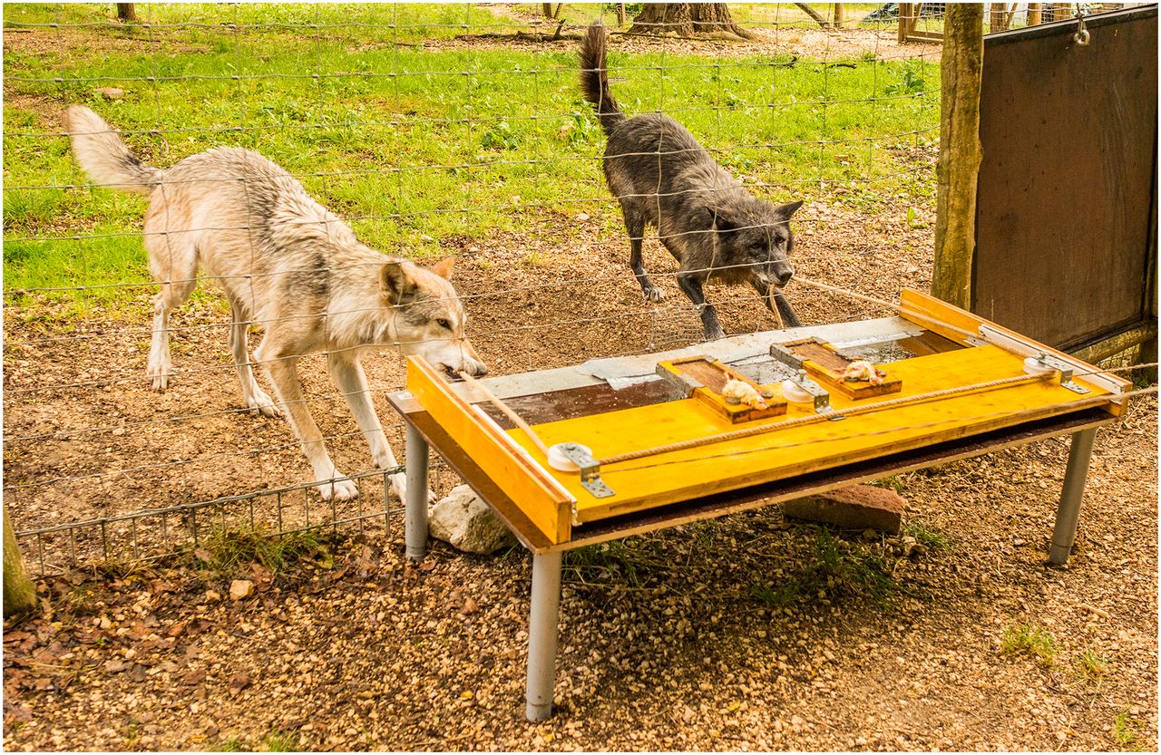 Dispelling a misconception: Non-human animals as intelligent, cultured and moral beings